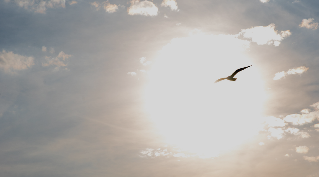 GRACE'S MUSINGS: The Art of Reinvention