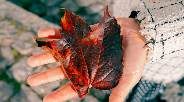 GRACE'S MUSINGS: A season of change - the art of letting go